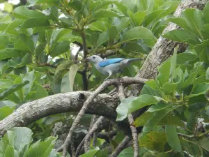 Huanglian Mountain Nature Reserve