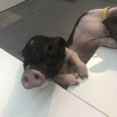 張貓貓咖啡（大華店）張用戶圖片