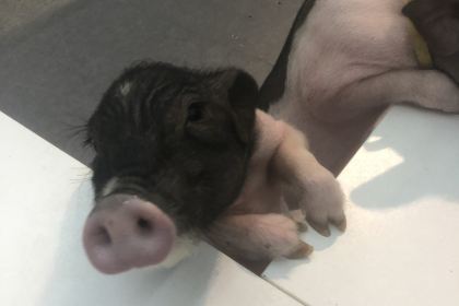 張貓貓咖啡（大華店）