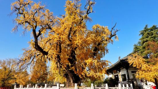 大约二十多年前，友人就带我去观赏古慧济寺的银杏树，当时就为之