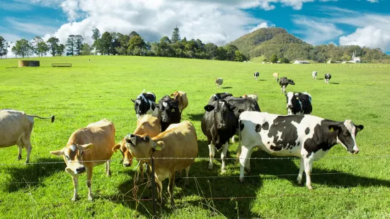 Experience of One Hundred Years Farm Close to Animals