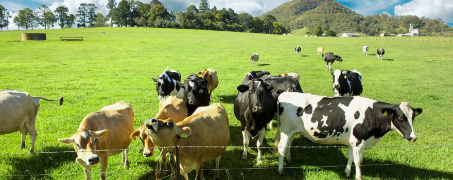 Experience of One Hundred Years Farm Close to Animals