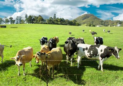 Experience of One Hundred Years Farm Close to Animals