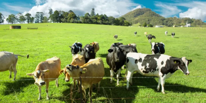 百年農場親近動物體驗