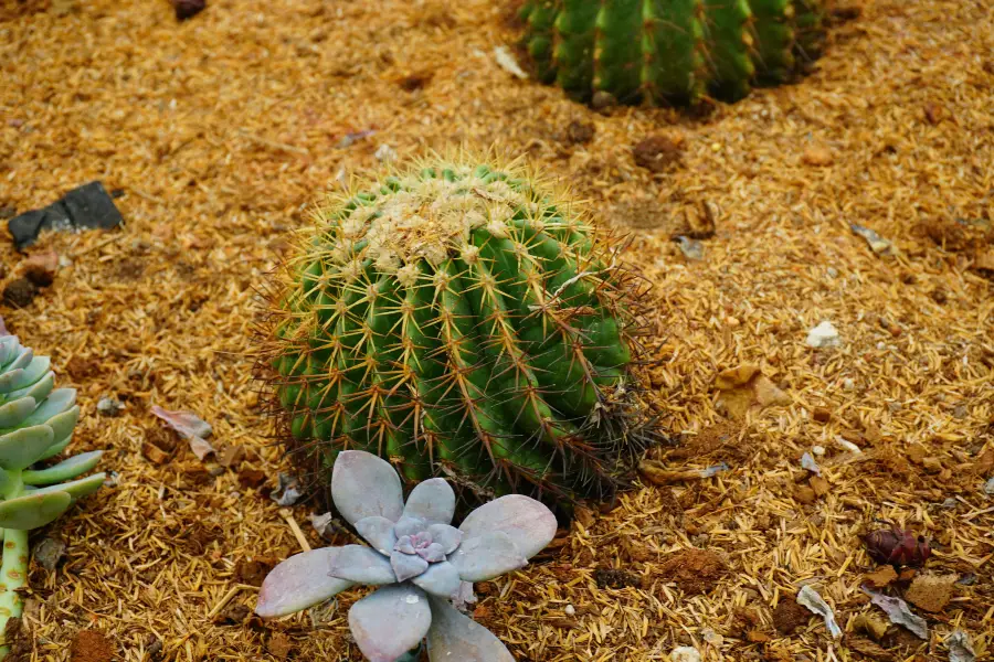 沙漠花園