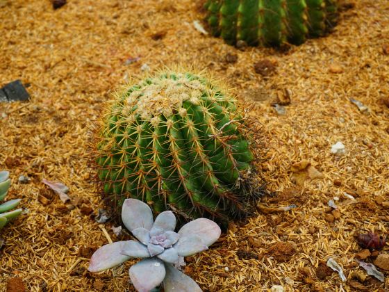 Desert Garden