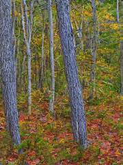 Beaver Mountain Provincial Park