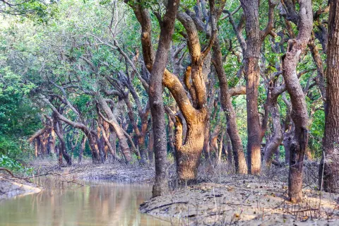 Tonlé Sap