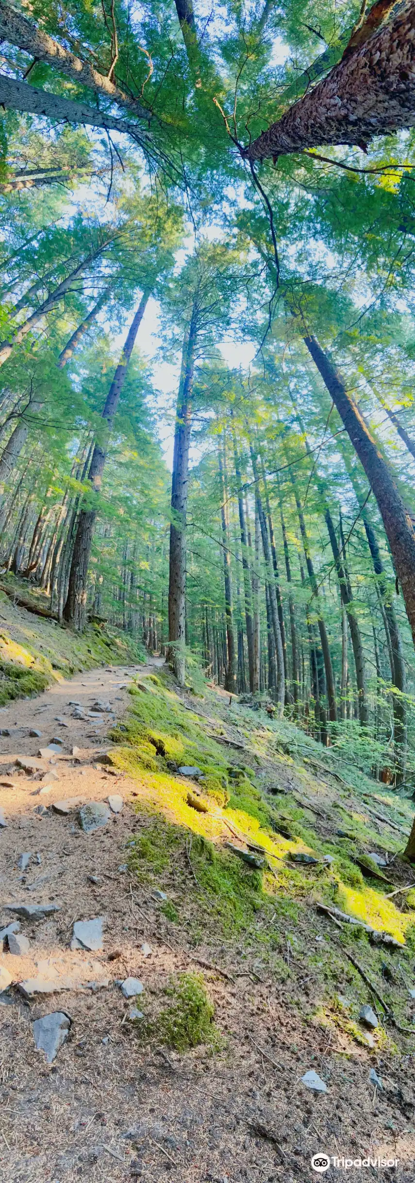 Hotels in der Nähe von Longmire Museum