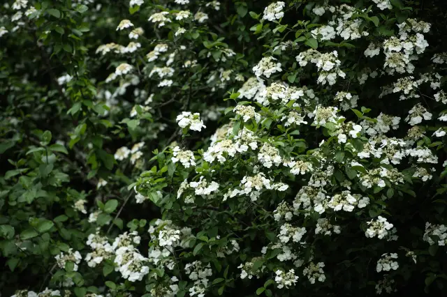Viburnum Blossom Viewing in Yangzhou