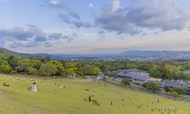 Deer Feeding in Nara