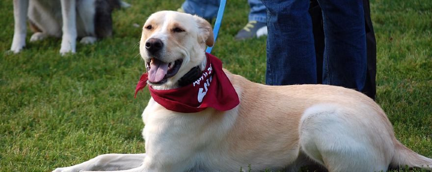 Bailey's Bark Park