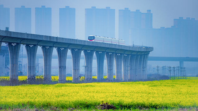 Rapeseed Flower Viewing in Wuhan