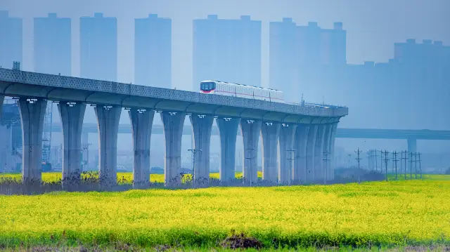 Rapeseed Flowers Viewing in Wuhan