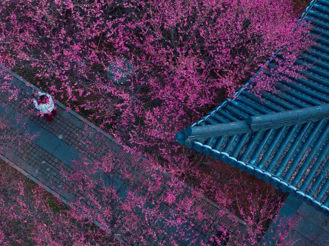 Changsha Plum Blossom Viewing