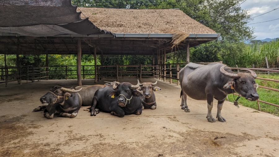Buffalo Ice Cream & Cafe
