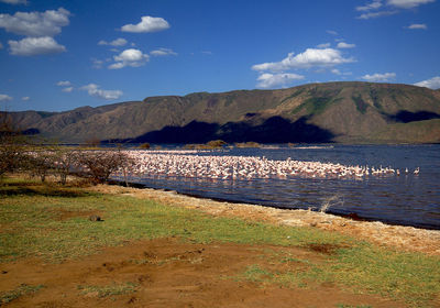 Lake Bogoria