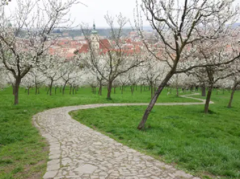 เปตรินฮิลล์