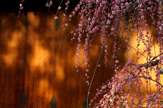 Plum Blossom at Jonan-gu in Kyoto | Kyoto