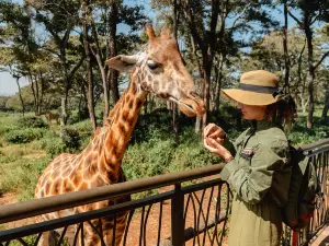 Giraffe Centre
