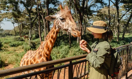 Giraffe Centre