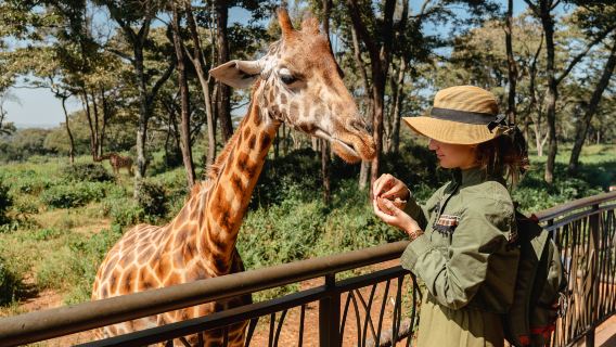 Giraffe Centre
