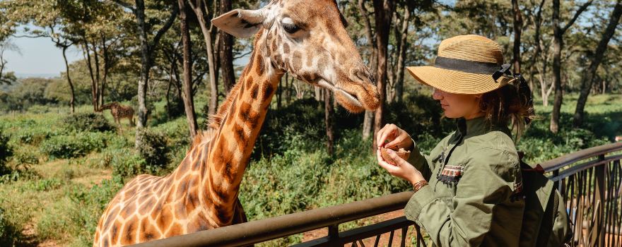 Giraffe Centre