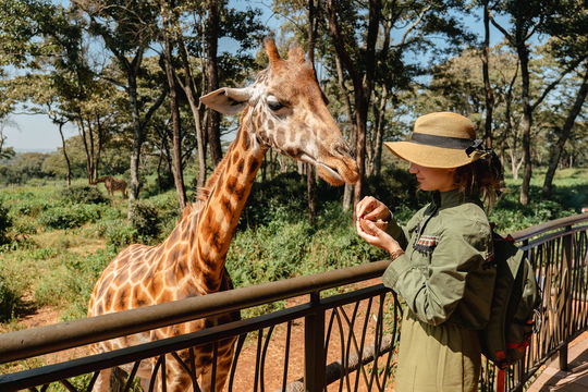 Giraffe Centre