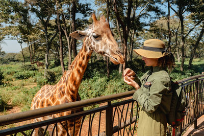 Giraffe Centre