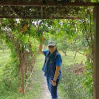 #ภูกระเหรี่ยง​ สายชิลล์ต้องมา​  นครนายก​