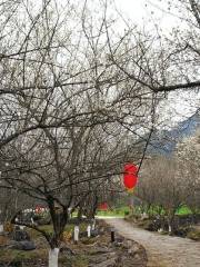 Ten-Thousand-Mu Plum Garden