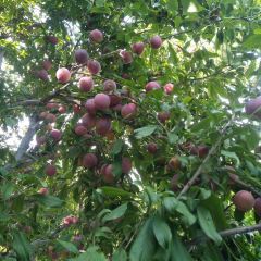 大丰收农家园 User Photo