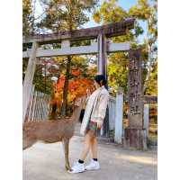 「日本奈良公園」小鹿+紅葉 | 秋天首选打卡圣地