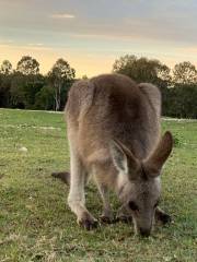 Coombabah Lakes Conservation Area