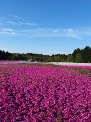 鳳凰花果山