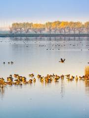 Fuhe Wetland