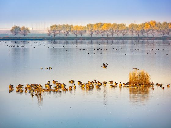 Fuhe Wetland