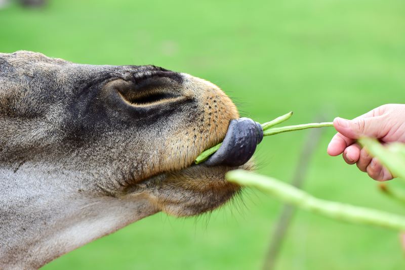 淹城野生動物世界