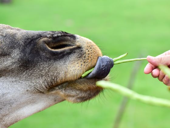 Yancheng Wild Animal World