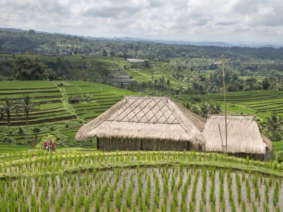 Jatiluwih Rice Terraces