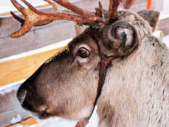 SantaPark - the Home Cavern of Santa Claus