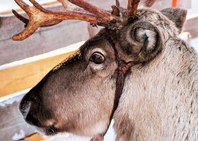 Vé máy bay TUI fly đi Rovaniemi