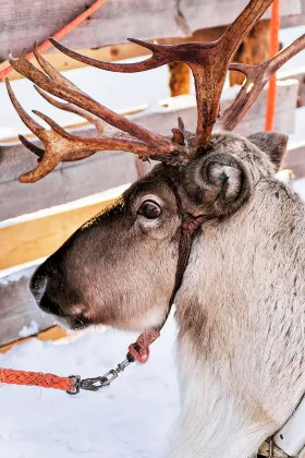 Ryanair Flights to Rovaniemi