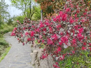 鄖西天河櫻花穀風景區