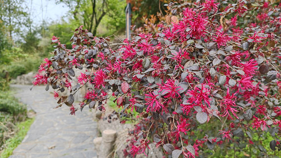 Yunxi Tianhe Yinghua Gu Sceneic Area