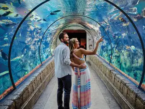Shark Reef at Mandalay Bay