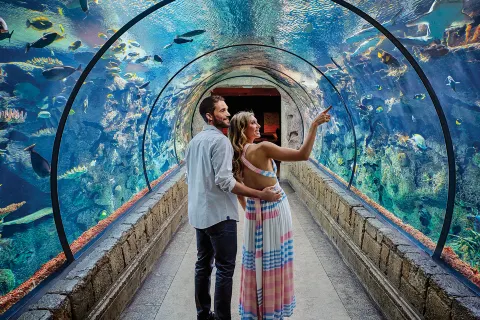 Shark Reef at Mandalay Bay
