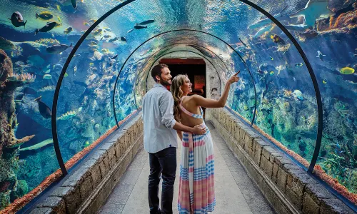 Shark Reef Aquarium at Mandalay Bay