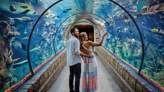 Shark Reef Aquarium at Mandalay Bay
