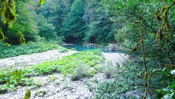 Tiso-Samshitovaya Roshcha